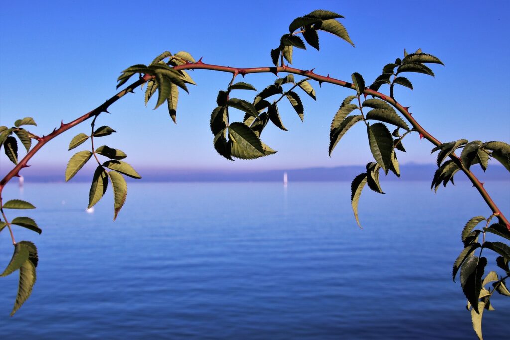 Bodensee